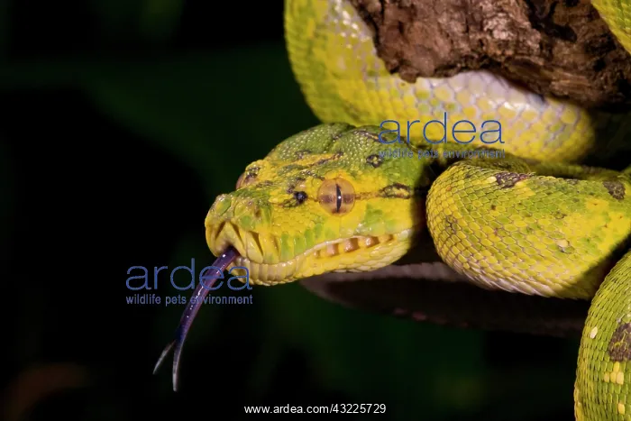 : Green Tree Python (Captive) Morelia (Chondropython) : Green Tree Python (Captive) Morelia (Chondropython)