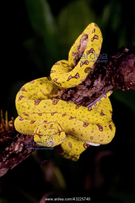 : Green Tree Python (Captive) Morelia (Chondropython) : Green Tree Python (Captive) Morelia (Chondropython)
