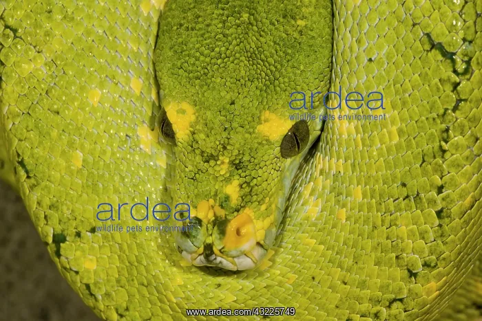 : Green Tree Python (Captive) Morelia (Chondropython) : Green Tree Python (Captive) Morelia (Chondropython)