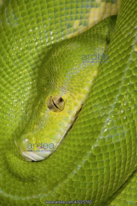 : Green Tree Python (Captive) Morelia (Chondropython) : Green Tree Python (Captive) Morelia (Chondropython)