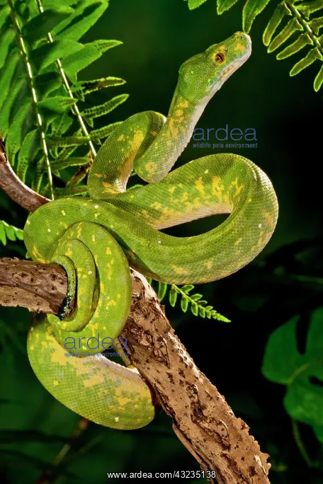 : Green Tree Python (Captive), Morelia (Chondropython) : Green Tree Python (Captive), Morelia (Chondropython)
