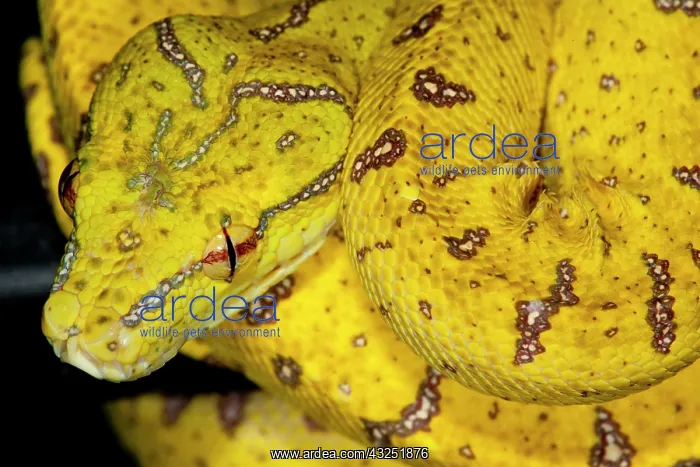 : Green Tree Python (Captive) Morelia (Chondropython) : Green Tree Python (Captive) Morelia (Chondropython)