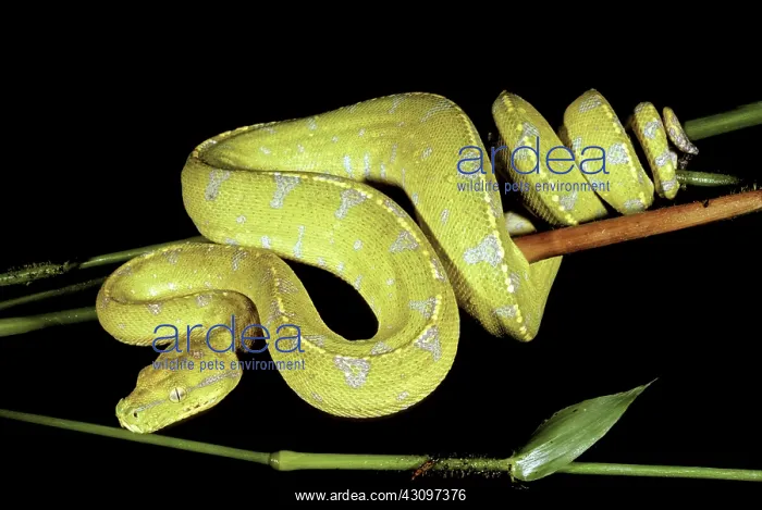 : Green Tree Python in Color Transition, 2 of 3 : Green Tree Python in Color Transition, 2 of 3