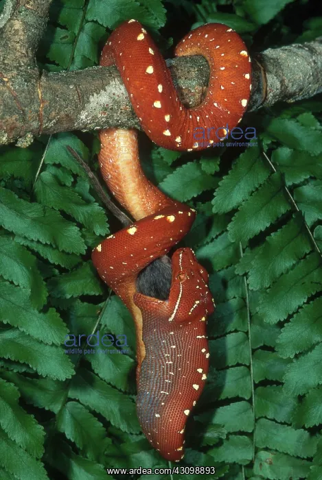 : Green Tree Python Eating Mouse : Green Tree Python Eating Mouse