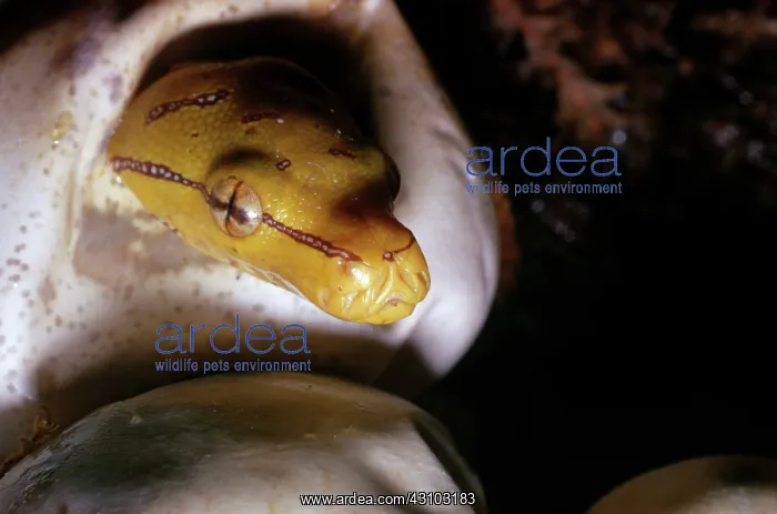 : Green Tree Python Hatching : Green Tree Python Hatching