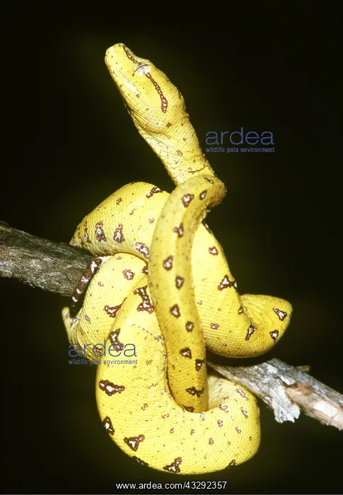 : GREEN TREE PYTHON - JUVENILE : GREEN TREE PYTHON - JUVENILE