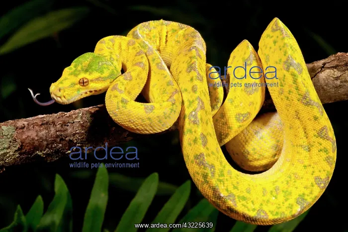 : Green Tree Python, Morelia (Chondropython) : Green Tree Python, Morelia (Chondropython)