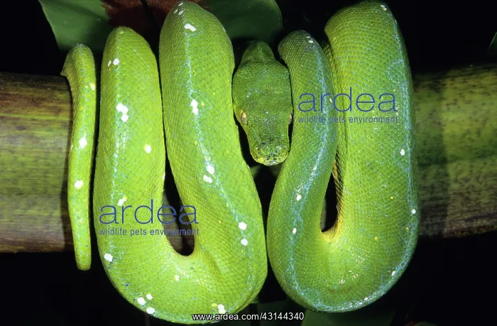 : Green Tree Python (Morelia viridis) : Green Tree Python (Morelia viridis)