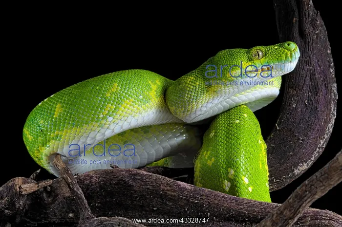 : Green tree python (Morelia viridis) on a branch : Green tree python (Morelia viridis) on a branch