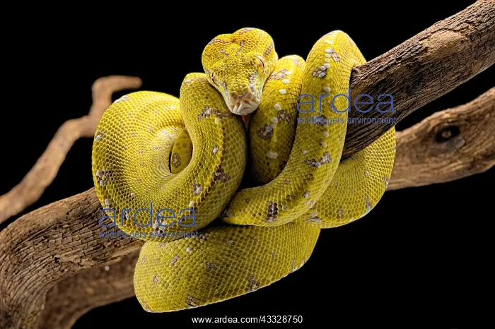 : Green tree python (Morelia viridis) on a branch : Green tree python (Morelia viridis) on a branch