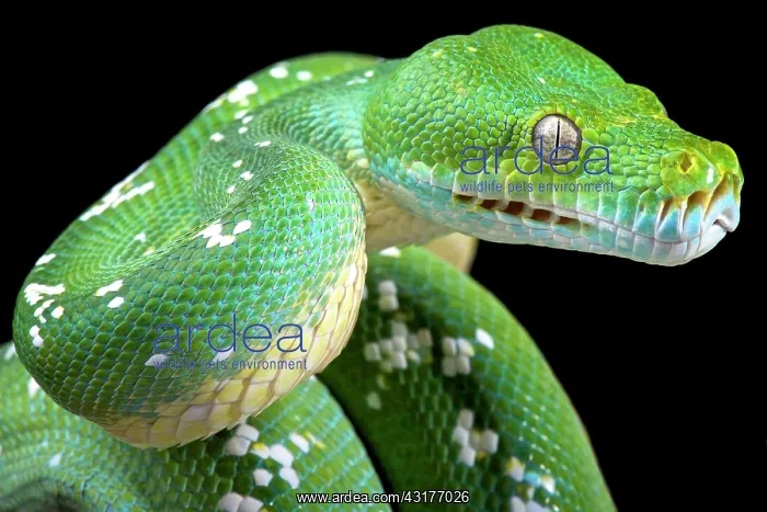 : Green tree python (Morelia viridis), Indonesia : Green tree python (Morelia viridis), Indonesia