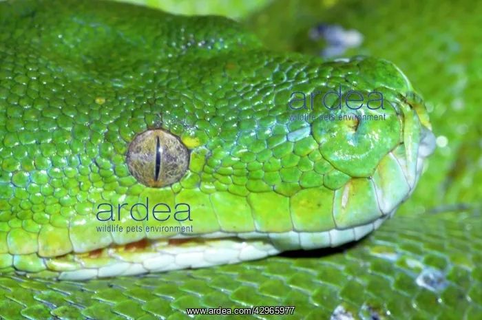 : Green Tree Python - shows heat sensitive pits on : Green Tree Python - shows heat sensitive pits on