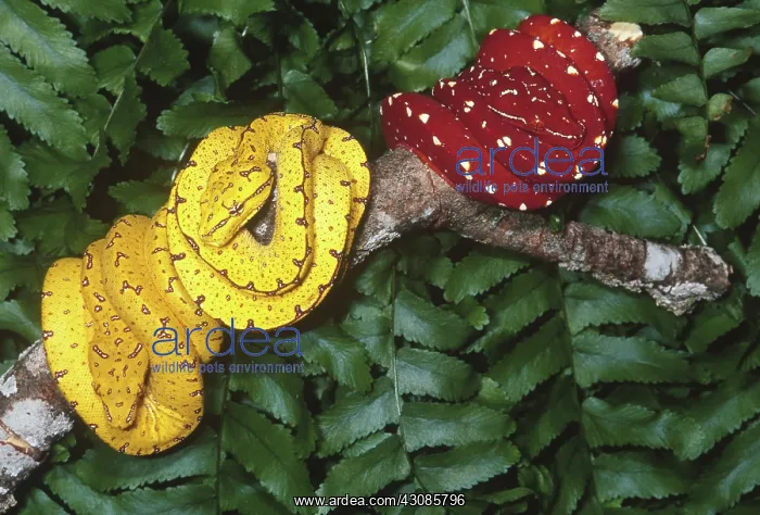 : Green tree pythons : Green tree pythons