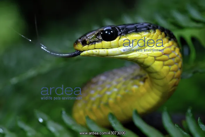  : Green Tree Snake