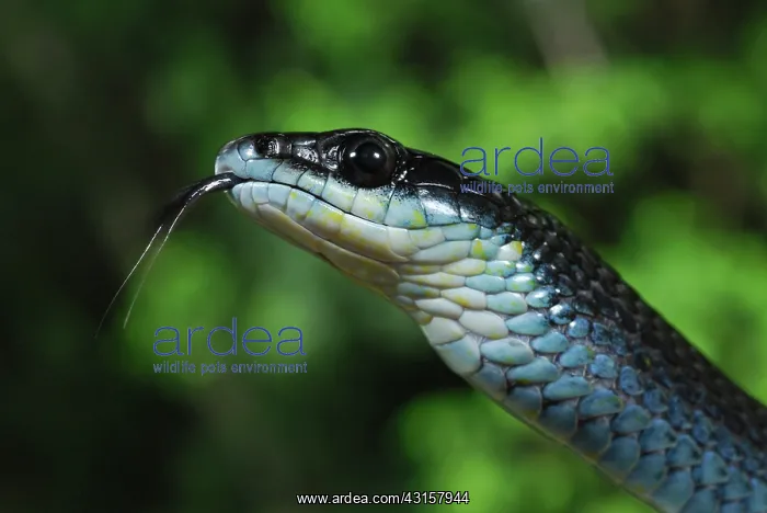 : Green Tree Snake : Green Tree Snake