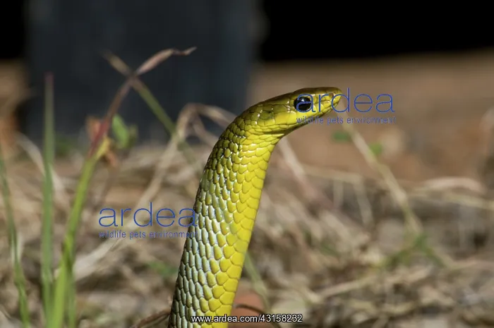 : Green tree snake : Green tree snake