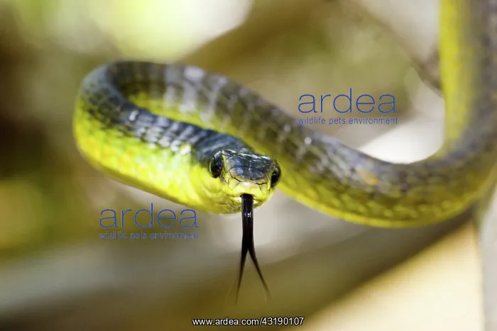 : Green tree snake : Green tree snake