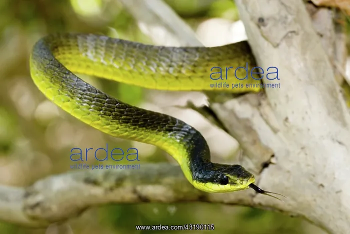: Green tree snake : Green tree snake