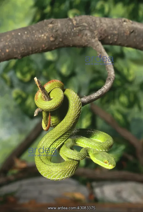 : Green Tree Viper (Trimeresurus albolabris) : Green Tree Viper (Trimeresurus albolabris)