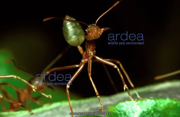  : Green tree or Weaver ant in attack mode: it will