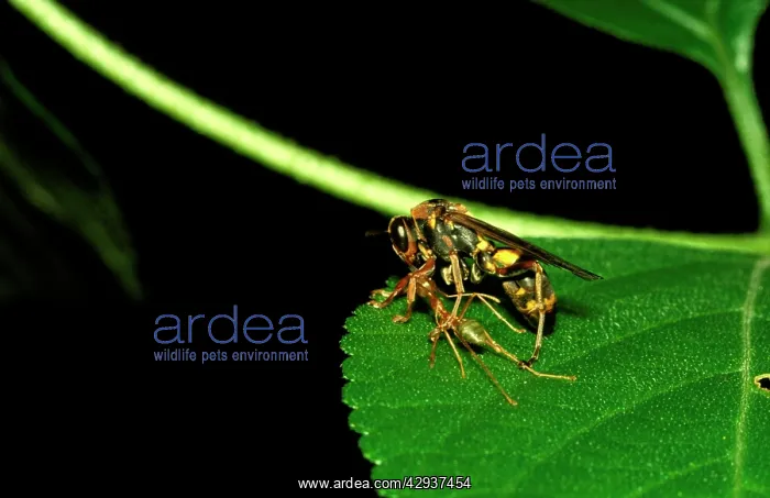 : Green Tree / Weaver Ant - holding down a wasp victim : Green Tree / Weaver Ant - holding down a wasp victim
