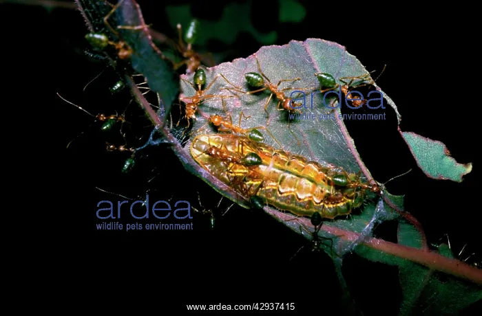 : Green tree or Weaver ants - attending larva of : Green tree or Weaver ants - attending larva of