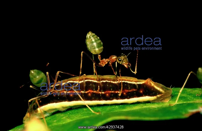 : Green tree or Weaver ants - attending the larva : Green tree or Weaver ants - attending the larva