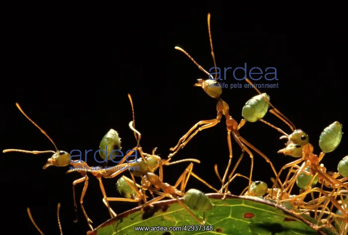 : Green tree or Weaver ants - defending their arboreal nest : Green tree or Weaver ants - defending their arboreal nest