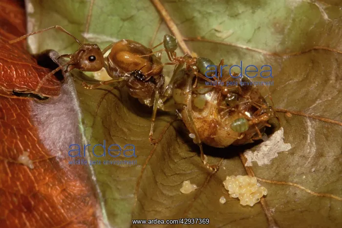 : Green tree or Weaver ants - fertile queen with : Green tree or Weaver ants - fertile queen with