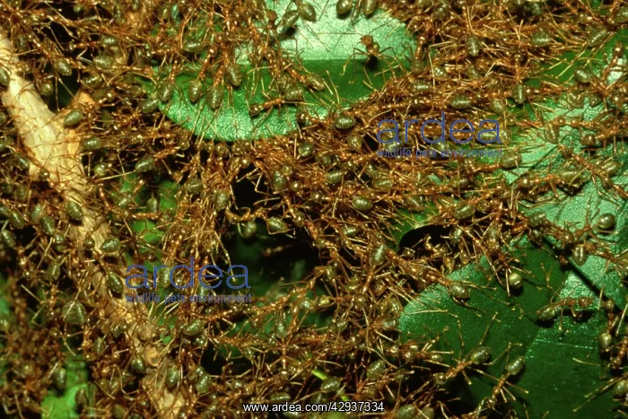 : Green tree or Weaver ants - major workers forming : Green tree or Weaver ants - major workers forming