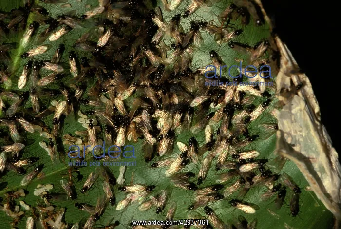 : Green tree Weaver ants - males swarming prior to : Green tree Weaver ants - males swarming prior to