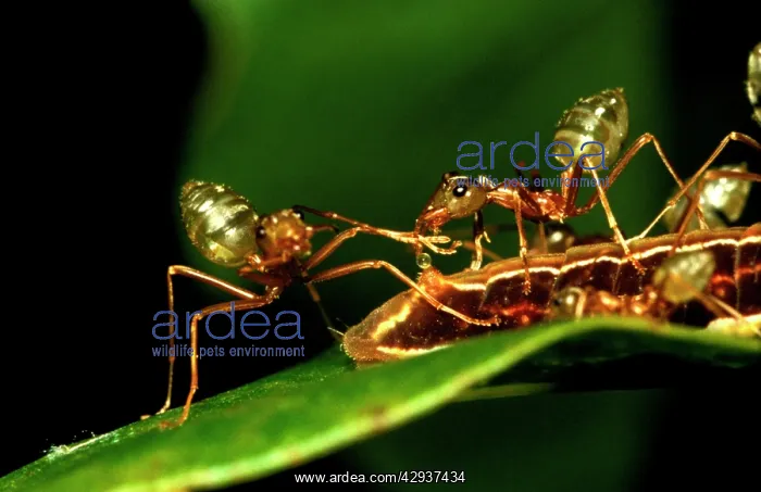 : Green tree or Weaver ants - 'milkingI honeydew