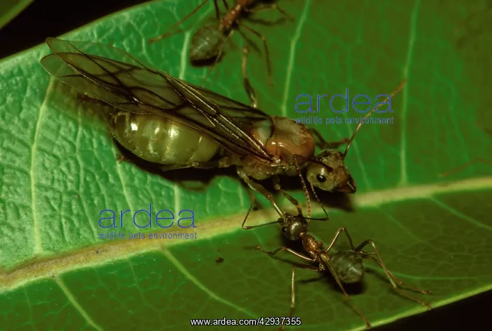 : Green tree or Weaver ants - winged queen attended : Green tree or Weaver ants - winged queen attended