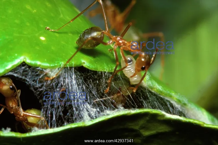 : Green tree or Weaver ants - worker shuttling a : Green tree or Weaver ants - worker shuttling a