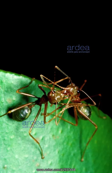 : Green tree or Weaver ants - workers in mouth-to-mouth : Green tree or Weaver ants - workers in mouth-to-mouth