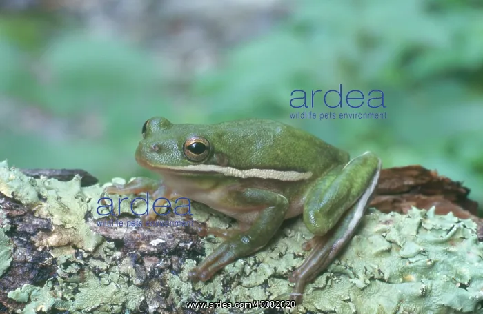 : Green Treefrog : Green Treefrog