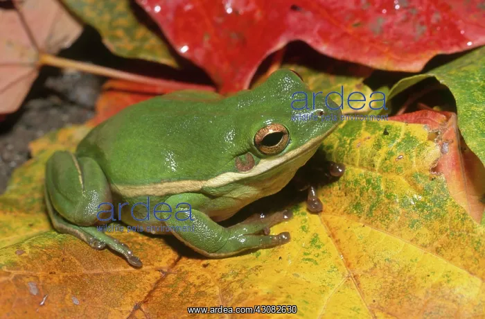 : Green Treefrog : Green Treefrog