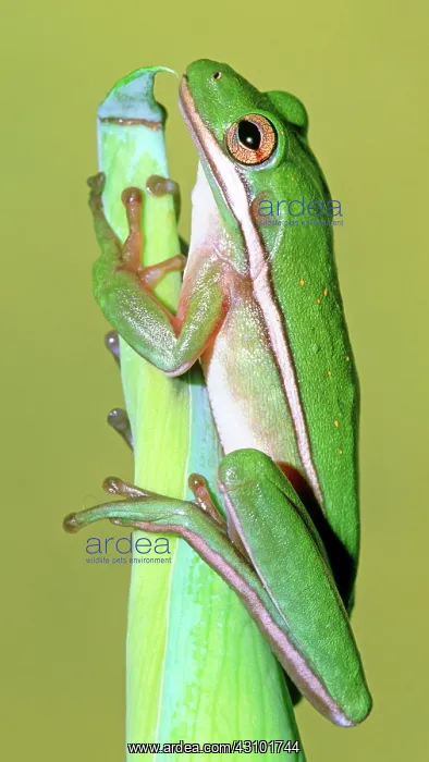 : Green Treefrog : Green Treefrog