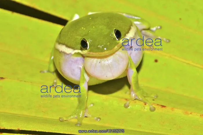 : Green Treefrog : Green Treefrog