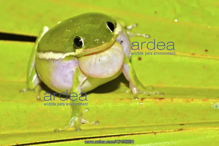: Green Treefrog : Green Treefrog