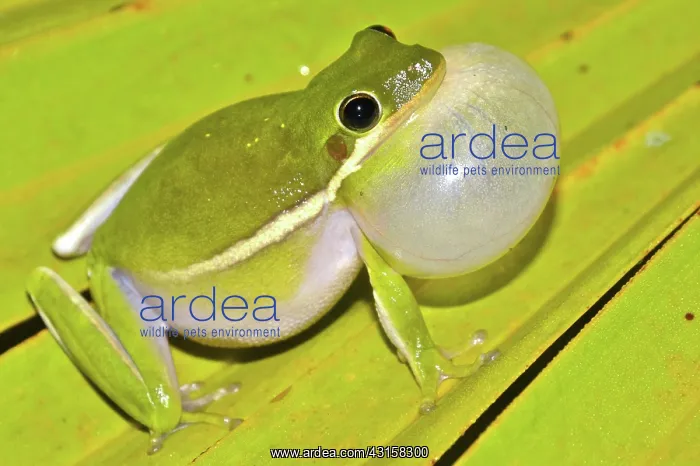 : Green Treefrog : Green Treefrog