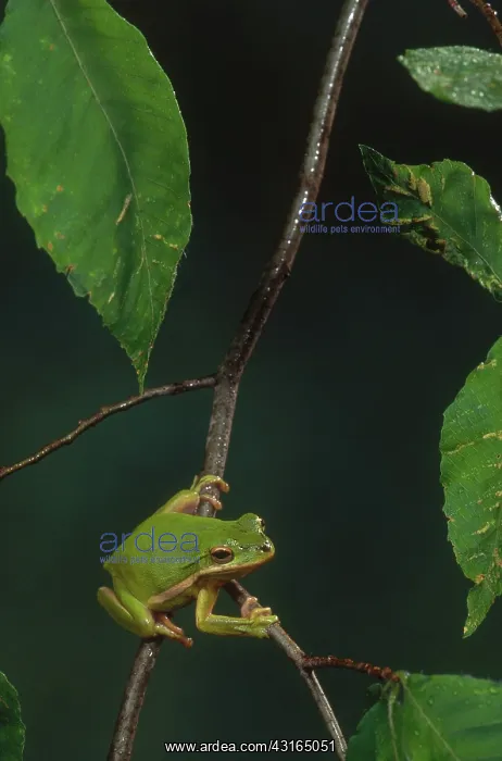 : Green Treefrog : Green Treefrog