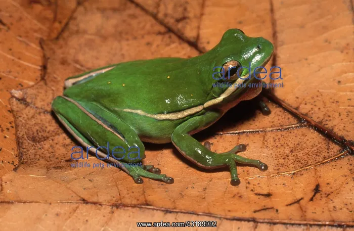 : Green Treefrog : Green Treefrog