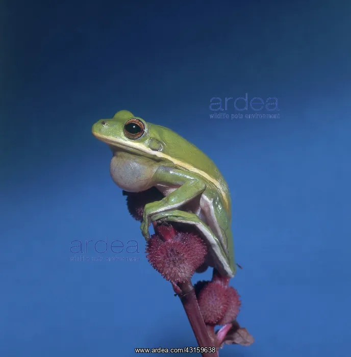 : Green Treefrog Calling : Green Treefrog Calling