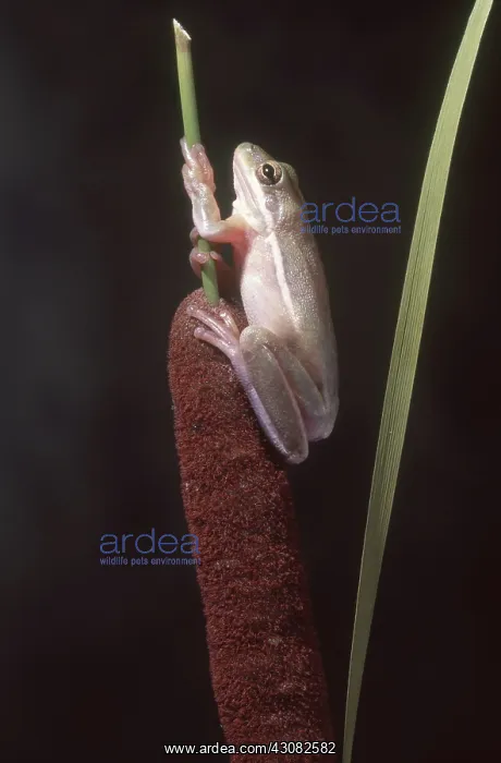 : Green Treefrog on Cattail