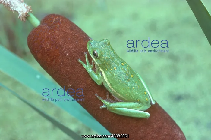 : Green Treefrog on Cattail : Green Treefrog on Cattail