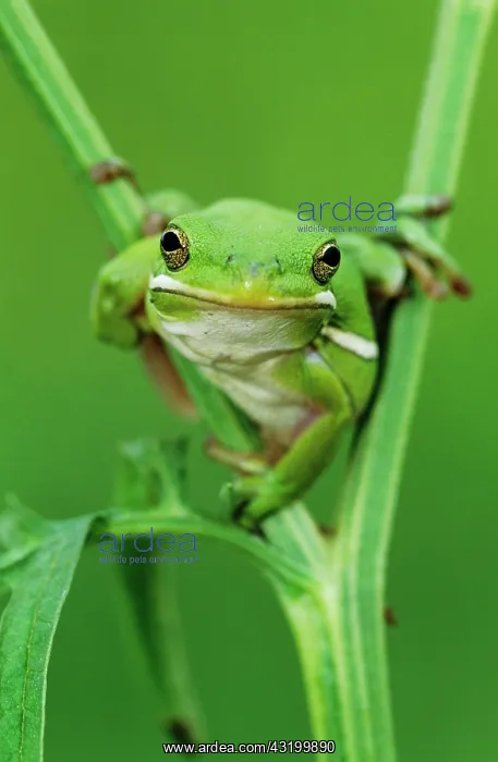 : Green Treefrog (Hyla cinerea), adult, Lake Corpus : Green Treefrog (Hyla cinerea), adult, Lake Corpus