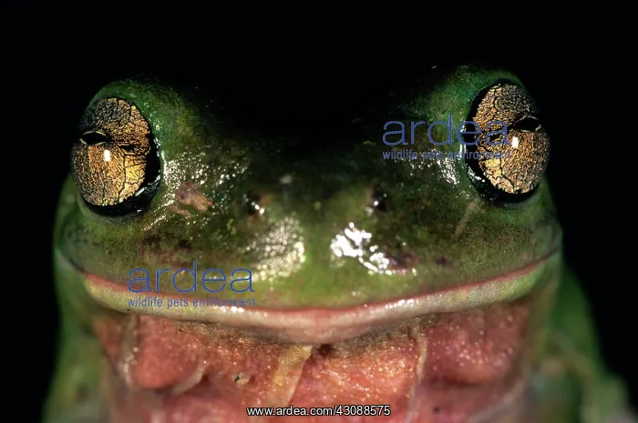 : Green Treefrog (Litoria caerulea), Australia : Green Treefrog (Litoria caerulea), Australia