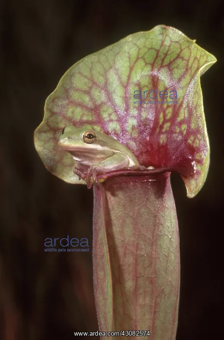 : Green Treefrog in Pitcher Plant : Green Treefrog in Pitcher Plant