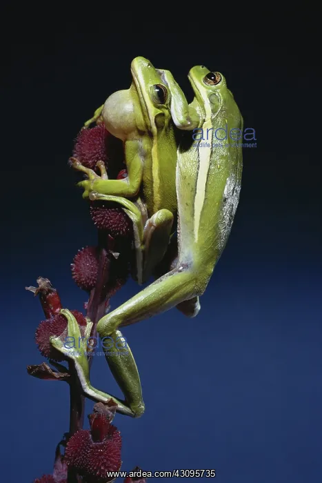 : Green Treefrogs : Green Treefrogs